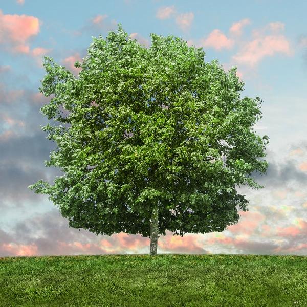 Árbol