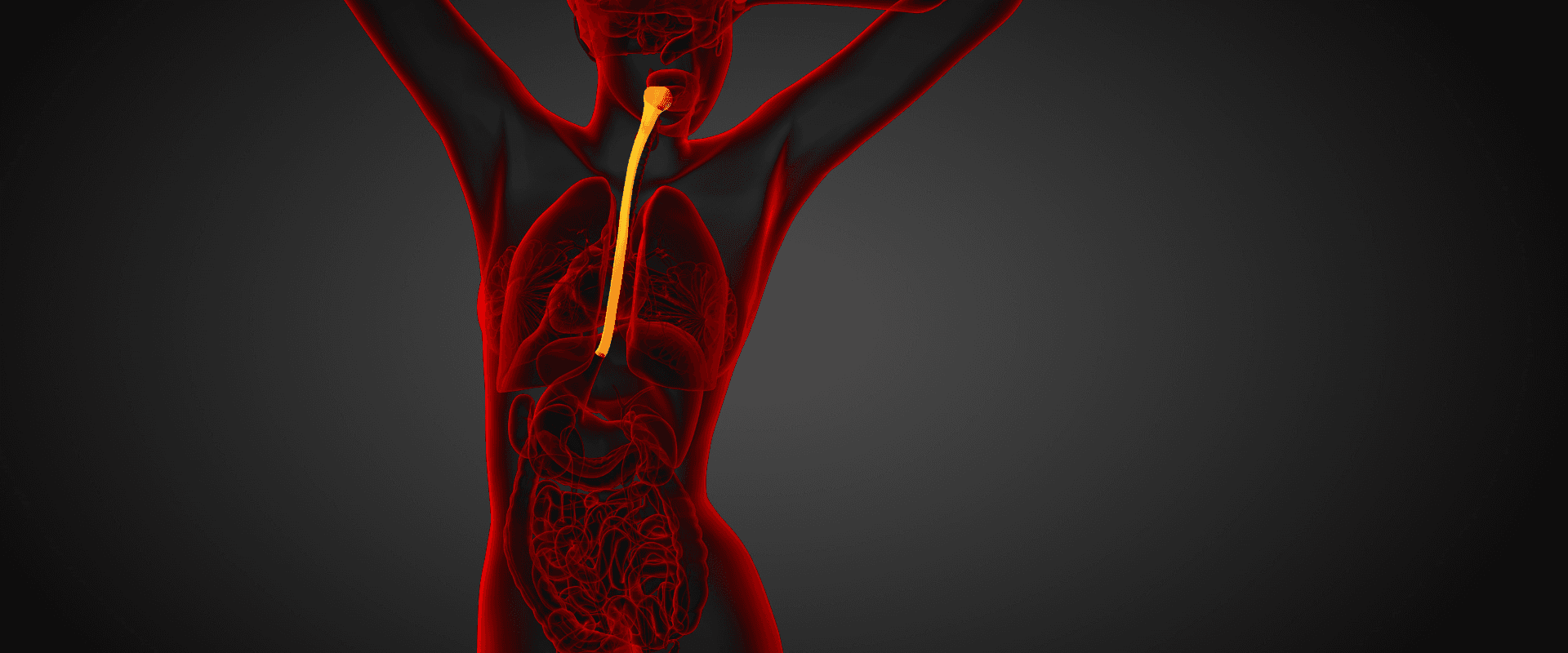 Imagen futurista 3D render Anatomía de la deglución