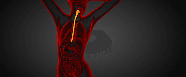 Imagen futurista 3D render Anatomía de la deglución
